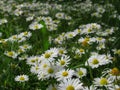 Pretty Bright Closeup White Common Daisy Flowers Blooming In Spring 2020 Royalty Free Stock Photo