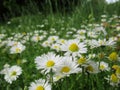 Pretty Bright Closeup White Common Daisy Flowers Blooming In Spring 2020 Royalty Free Stock Photo