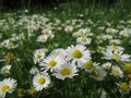 Pretty Bright Closeup White Common Daisy Flowers Blooming In Spring 2020 Royalty Free Stock Photo