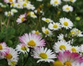 Pretty Bright Closeup White Common Daisy Flowers Blooming In Spring 2020 Royalty Free Stock Photo