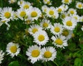 Pretty Bright Closeup White Common Daisy Flowers Blooming In Spring 2020 Royalty Free Stock Photo