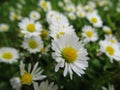 Pretty Bright Closeup White Common Daisy Flowers Blooming In Spring 2020 Royalty Free Stock Photo