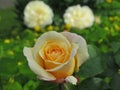 Pretty Bright Closeup Yellow Rose Flowers Blooming In Spring 2020