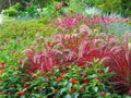 Pretty Bright Colourful Flower bed In A Garden At Stanley Park Vancouver In August 2020 Royalty Free Stock Photo