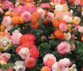 Pretty Bright Colourful Garden Delight Pink, Orange And White Floribunda Roses Blooming In Summer Royalty Free Stock Photo