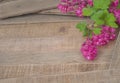 Pretty and Bright Currant Blossoms on Rustic Wood Boards with Room, Space or Blank area for Copy, Text, or your Words