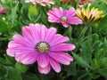 Pretty & Bright Pink African Daisy Flowers Blossom In Spring 2019