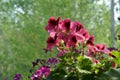 Pretty bright pink flowers of pelargonium grandiflorum on blurred background of green trees in spring Royalty Free Stock Photo