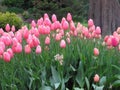 Gorgeous & Bright Pink Tulip Flowers Blossom In Vancouver Q.E. Park Garden In Spring 2019 Royalty Free Stock Photo