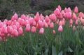 Gorgeous & Bright Pink Tulip Flowers Blossom In Vancouver Q.E. Park Garden In Spring 2019 Royalty Free Stock Photo