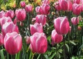 Gorgeous & Bright Pink & Yellow Tulip Flowers Blossom In Vancouver Garden In Spring 2019 Royalty Free Stock Photo