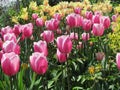 Gorgeous & Bright Pink & Yellow Tulip Flowers Blossom In Vancouver Garden In Spring 2019 Royalty Free Stock Photo