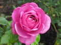 Pretty Bright Purple Rose Flowers In Summer 2019