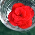 Pretty Bright Red Begonia Blossom in Glass of Water Royalty Free Stock Photo