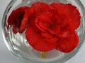 Pretty Bright Red Begonia Blossoms in glass of water