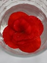 Pretty Bright Red Begonia Blossom in Glass of Water