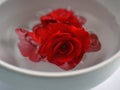 Pretty Bright Red Begonia Blossom in White Bowl of water