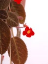 Pretty Bright Red Small Flower & Brown Hairy Leave