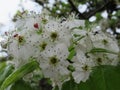 Pretty Bright White Cherry Blossom Flowers In Spring 2019