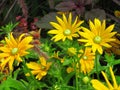 Pretty Bright Yellow Flowers At The Park Garden In Summer 2019