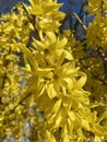 Pretty Bright Yellow Forsythia Flowers in March