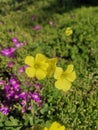 Pretty bright yellow wildflowers detailed shot