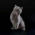 Pretty British Shorthair Blue Kitten on black background.