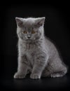 Pretty British Shorthair Blue Kitten on black background.