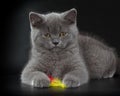 Pretty British Shorthair Blue Kitten on black background.