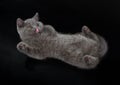 Pretty British Shorthair Blue Kitten on black background.