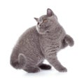 Pretty British Shorthair Blue Kitten isolated on white