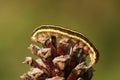 A pretty Broom moth caterpillar Ceramica pisi perched on a pine cone.