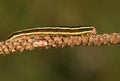 A pretty Broom moth caterpillar Ceramica pisi perched on a stem.