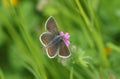 A pretty Brown Argus Butterfly, Aricia agestis, pollinating a wildflower in springtime in the UK. Royalty Free Stock Photo