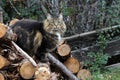 A pretty brown-black Norwegian Forest Cat on a wood pile