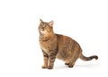 Brown Tabby Cat Facing Side Looking Up - Extracted Royalty Free Stock Photo