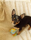 Pretty brown chihuahua dog. Black-brown-white color of chihuahua Royalty Free Stock Photo