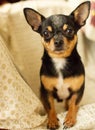 Pretty brown chihuahua dog. Black-brown-white color of chihuahua Royalty Free Stock Photo