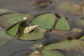 A pretty Brown China-mark Moth Elophila nymphaeata perching on a water plant leaf in a pond.