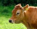 Pretty Brown Cow Royalty Free Stock Photo