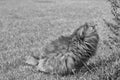 Pretty brown female cat relaxing in a garden, siberian purebred Royalty Free Stock Photo