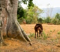 Pretty Horse and Newborn Foal nuzzle near tree