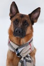 Pretty brown shepherd sitting in a scarf