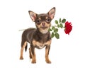 Pretty brown standing chihuahua with a red rose