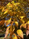 Pretty Brown and Yellow Leaves in Autumn in November