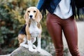 Pretty brunette girl spends time with her favorite cute dog. Girl spends time outdoors with dog, breed beagle