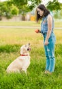 Woman female training her dog golden retriever in the park Royalty Free Stock Photo