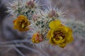 Buckhorn cholla cylindropuntia acanthocarpa blooms and thorns Royalty Free Stock Photo