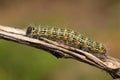 A pretty Buff-tip Moth Caterpillar, Phalera bucephala, walking along  a twig in woodland. Royalty Free Stock Photo