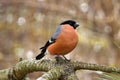 A pretty bullfinch, Pyrrhula pyrrhula, sitting on a twig